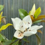 Magnólia veľkokvetá (Magnolia grandiflora Praecox) ´GOLIATH´ - výška 150-180 cm, obvod kmeňa 10/12 cm, kont. C30L (-21°C) - NA KMIENKU 